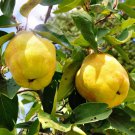 Quince tree Champion Plant Cutting Fruit- Home Garden cutting for rooting and propagation