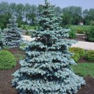 Larch tree Plant Cutting - Home Garden cutting for rooting and propagation