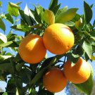 Orange plant scion Valencia seedless Plant Cutting Fruit - Home Garden cutting for grafting