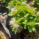 White Ixora Flower Live Plant - Home Garden Plant for rooting and propagation