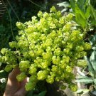 Ogon Golden Japanese Stonecrop Sedum makinoi Live Plant - Plant for Your Home Garden