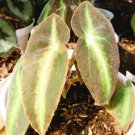 Begonia listada Flower Live Plant - Plant for Your Home Garden