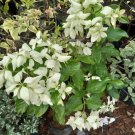 Kousa Dogwood (Bare Root) Flower Tree Live Plant - Plant for Your Home Garden