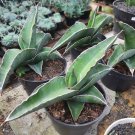 Sansevieria Samurai - Sansevieria Ehrenbergii Flower Live Plant - Plant for Your Home Garden