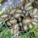 Episcia Cupreata Flower Live Plant - Plant for Your Home Garden