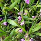 Purple Chinese Ground Orchid Bare Root Flower Live Plant - Plant for Your Home Garden