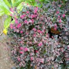 Purple Diamond Loropetalum, Evergreen Shrubs Flower Live Plant - Plant for Your Home Garden