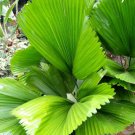Licuala Grandis Palm Tree Live Plant - Plant for Your Home Garden