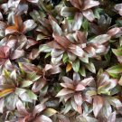 Cordyline fruticosa Chennal  Flower Live Plant - Plant for Your Home Garden