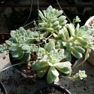 Echeveria prolifica succulent Live Plant - Plant for Your Home Garden