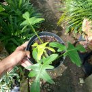 Philodendron Florida Green Flower Live Plant - Plant for Your Home Garden