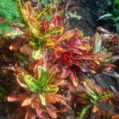 Croton Plant, Mamey Croton Flower Live Plant - Plant for Your Home Garden