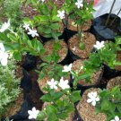 Jasmine fragrant Jasminum Sambac Flower Live Plant - Plant for Your Home Garden
