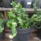 Epiphyllum 'Curly Locks' Cactus Flower Live Plant - Plant for Your Home Garden