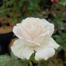 10 Seeds white Rose Flower seeds Rare Flower Plant - Plant for Your Home Garden