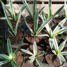 White Sansevieria trifasciata 'Bantel's Sensation' Flower Live Plant - Plant for Your Home Garden