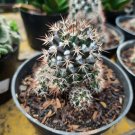 Mammillaria Polythele Hidalgensis Cactus Flower Live Plant - Plant for Your Home Garden