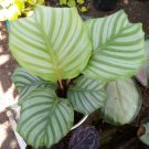 Calathea Orbifolia Rare Flower Live Plant - Plant for Your Home Garden
