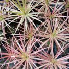 Dracaena Marginata Colorama Tricolor Flower Live Plant - Plant for Your Home Garden