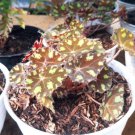 Rhizomatous Begonia 'Tiger Kitten' Rare Flower Live Plant - Plant for Your Home Garden