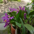 Cattleya Dupreana Flower Live Plant - Plant for Your Home Garden