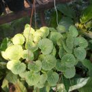 Strawberry begonia “saxifraga stolonifera” Rare Flower Live Plant - Plant for Your Home Garden