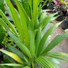 Cyrtostachys renda, ‘Red Sealing Wax’ palm Tree Live Plant - Plant for Your Home Garden
