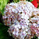 Hydrangea Rare Flower Live Plant - Plant for Your Home Garden