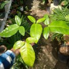 Garcinia Dulcis "Russel's Sweet" Fruit Tree Live Plant - Plant for Your Home Garden