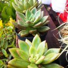 Echeveria Lipstick Agavoides Flower Live Plant - Plant for Your Home Garden