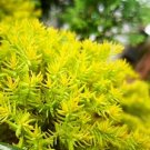 Sedum Rupestre ‘Angelina’ Succulent Live Plant - Plant for Your Home Garden