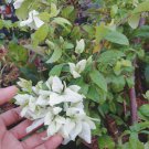 Bougainvillea White Flower Live Plant - Plant for Your Home Garden