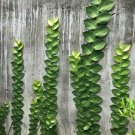 Rare Rhaphidophora Hayi Flower Live Plant - Plant for Your Home Garden
