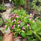 100 Seeds Torenia Fournieri Burgundy Flower Plant - Plant for Your Home Garden