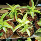 Dracaena lemon lime surprise Flower Live Plant - Plant for Your Home Garden