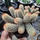 Mammillaria Elongata Lady Fingers Rare Cactus Live Plant - Plant for Your Home Garden