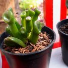 Crassula Ovata Gollum, Jade Rare Live Plant - Plant for Your Home Garden