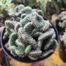 Opuntia Subulata Cristata "Snow Ridge" Rare Live Plant - Plant for Your Home Garden