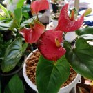 Red Anthurium Flower Rare Live Plant - Plant for Your Home Garden