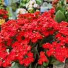 Red Kalanchoe blossfeldiana Flower Rare Live Plant - Plant for Your Home Garden