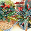 Begonia 'Torch' Flower Rare Live Plant - Plant for Your Home Garden