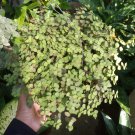 Callisia Repens Turtle vine Flower Rare Live Plant - Plant for Your Home Garden