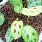Maranta Leuconeu Flower Rare Live Plant - Plant for Your Home Garden