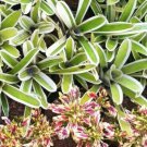 Bromeliad Neoregelia 'Bossa Nova' Flower Rare Live Plant - Plant for Your Home Garden
