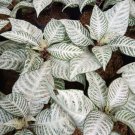 Aphelandra "Snowflake" Flower Rare Live Plant - Plant for Your Home Garden