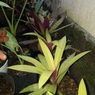 Tradescantia Spathacea Rooted Flower Rare Live Plant - Plant for Your Home Garden