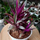 Live Tradescantia Spathacea (Oyster Plant) Flower Rare Live Plant - Plant for Your Home Garden