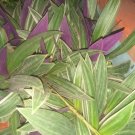 Live Tradescantia Spathacea Stripes Flower Rare Live Plant - Plant for Your Home Garden