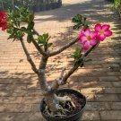 Live Desert Rose Adenium obesum Pink Flower Rare Live Plant - Plant for Your Home Garden