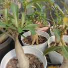 Live Desert Rose Adenium obesum Beautiful Flower Rare Live Plant - Plant for Your Home Garden